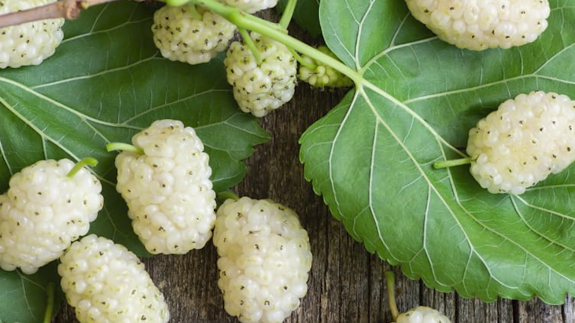 White Mulberry Leaves