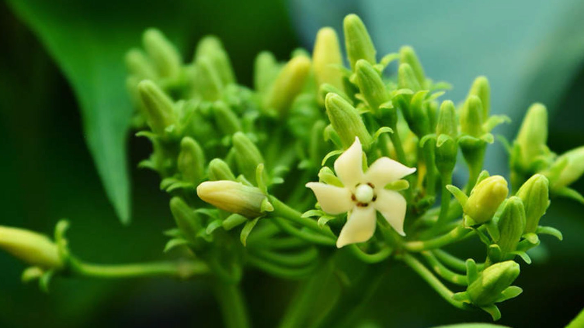 Gymnema Sylvestre
