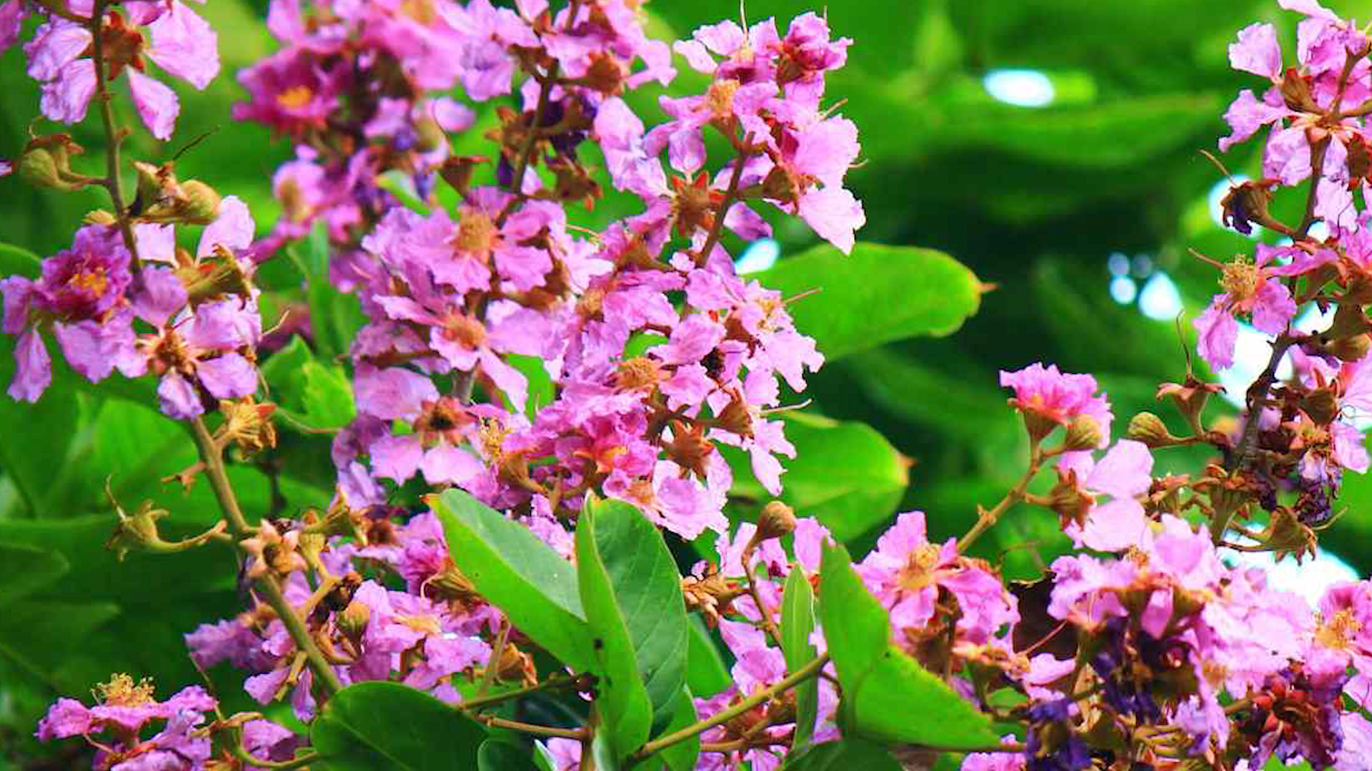 Banaba leaves
